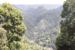La vue depuis le Mamu Tropical Skywalk, QLD, Australie