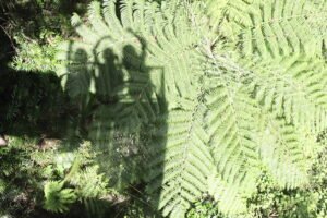 Mamu Tropical Skywalk, QLD, Australie