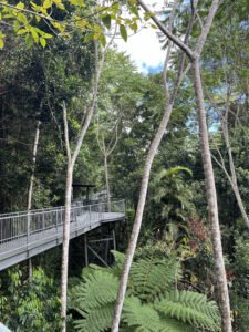 Mamu Tropical Skywalk, QLD, Australie