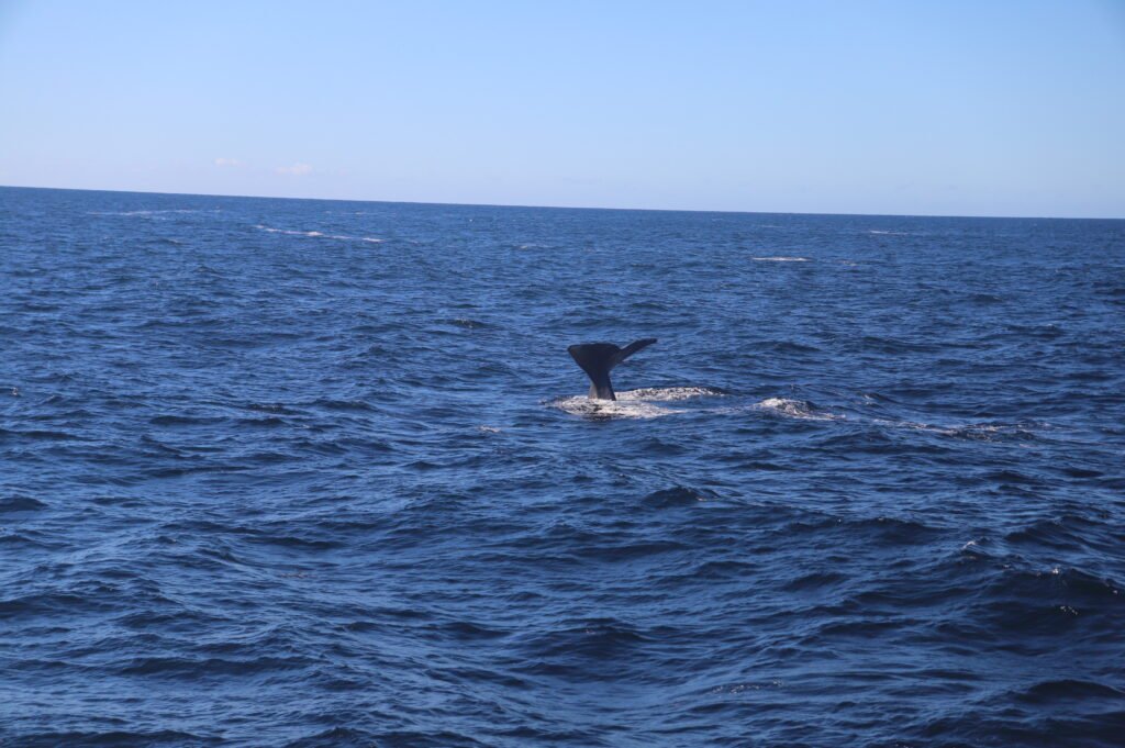 Cachalot à Kaikoura