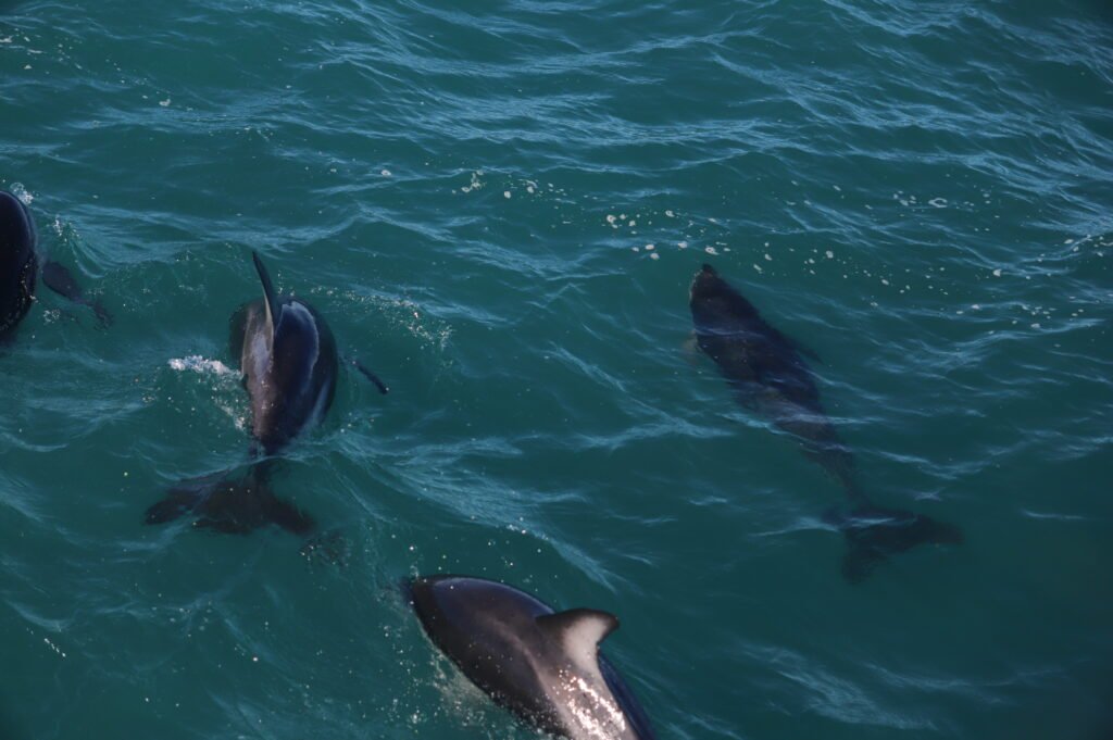 Dauphins en mer à Kaikoura