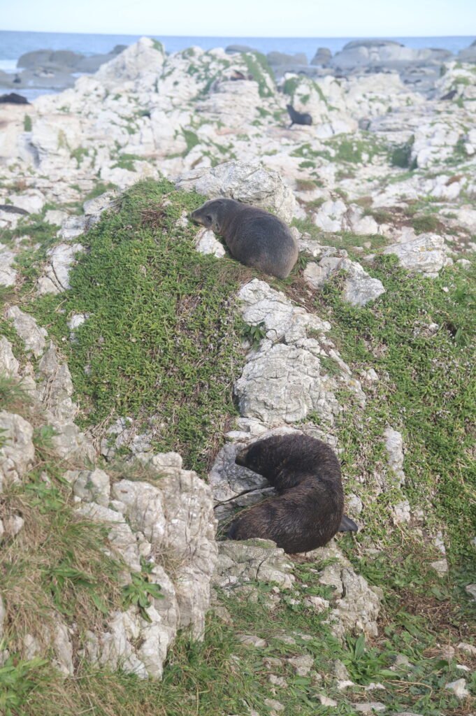 Colonies de phoque à Kaikoura